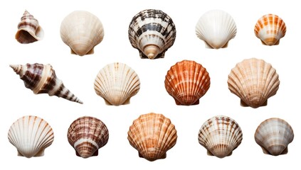 Assorted Seashells Isolated on White Background