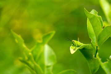 Green grasshopper perched on leaves. Grasshopper and beautiful greenery