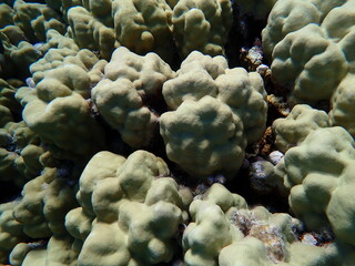 Hump coral (Porites sp.) undersea, Red Sea, Egypt, Sharm El Sheikh, Montazah Bay
