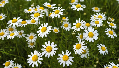 Fototapeta premium Chamomile flowers field A beautiful natural scene
