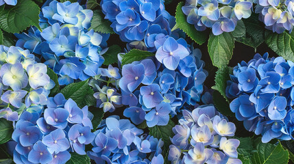 flower blossom pattern wallpaper