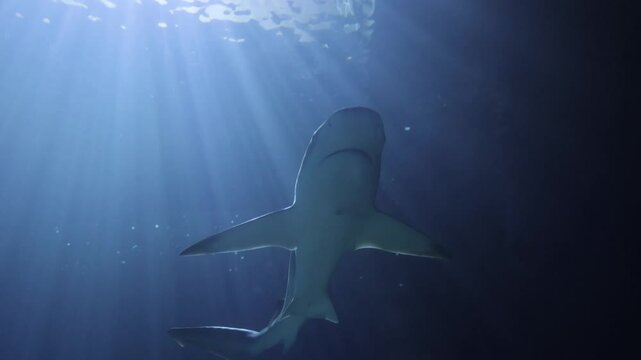 underwater shark with sun rays and flare