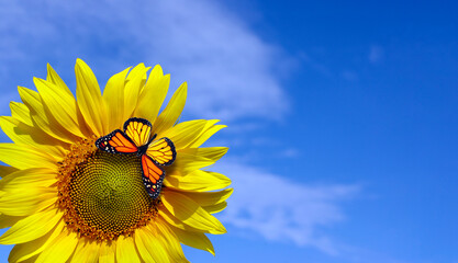 sunflower and butterfly. colorful monarch butterfly on a sunflower on a background of blue sky with...