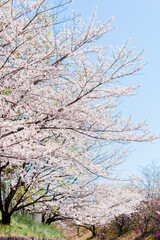 満開の染井吉野と青空｜縦位置