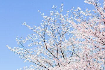 満開のソメイヨシノと青空