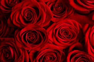 Beautiful red roses as a background