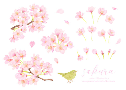 鶯と桜の花のかわいいイラスト素材