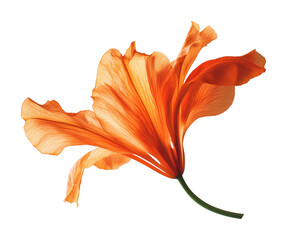 Flying orange flower on nature high fidelity abstract close-up view isolated on transparent background png