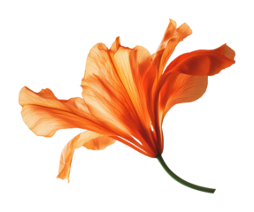 Flying orange flower on nature high fidelity abstract close-up view isolated on transparent background png