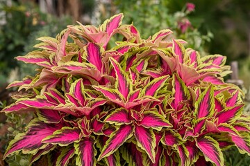 a bright pink and green Coleus plant with large, textured leaves
