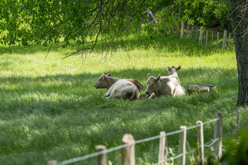 Obraz premium murray grey cow laying down in a field in australia