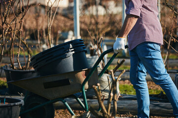A male gardener with wheelbarrow working in an blueberries organic farm.