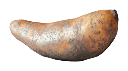 Sweet potato harvesting process agriculture field food natural environment close-up organic concept isolated on transparent background png