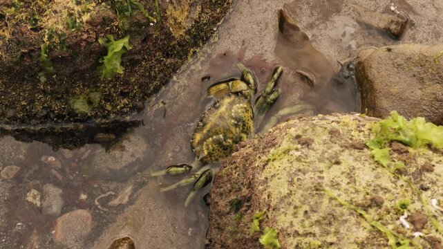 Small sand crab crawling on the wet sand hand held stock footage