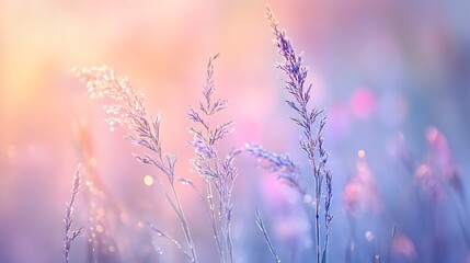 Soft pastel sunrise light illuminating dew-kissed meadow grasses.