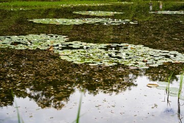 White lotus flowers in the lotus pond at Shiga Kogen