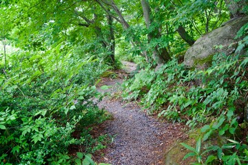 Obraz premium Trekking path through the grass and trees of Shiga Kogen