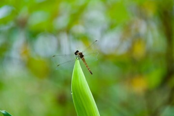 Fototapeta premium Dragonfly with missing wings resting on the tip of a leaf