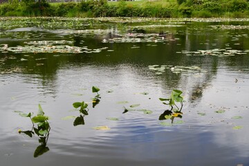 Ripples on the lotus pond at Shiga Kogen