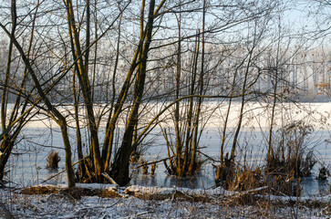 Fototapeta premium winter in the forest