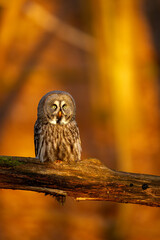 Great Gray Owl Perched on Branch in Golden Forest Light