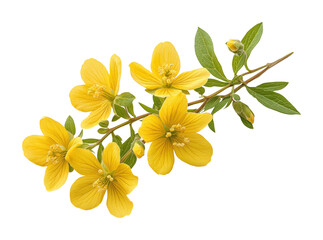 Vibrant flying yellow flower nature botanical environment close-up view floral concept isolated on transparent background png