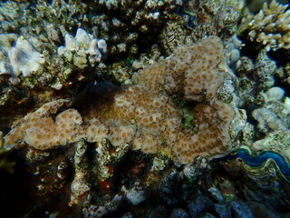 Hedgehog coral (Echinopora hirsutissima) undersea, Red Sea, Egypt, Sharm El Sheikh, Montazah Bay