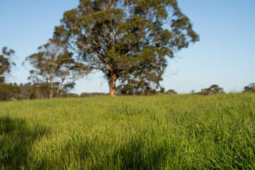 long grass in a field on a farm in spring