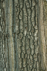 bark of a tree, tree texture