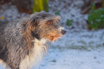 a scruffy dog with a mix of gray, black, and white fur standing outdoors on snowy ground. The dog is looking to the right, and the background includes some green plants.