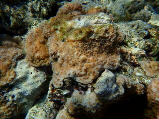 Hedgehog coral (Echinopora hirsutissima) undersea, Red Sea, Egypt, Sharm El Sheikh, Montazah Bay