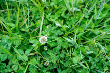 clover growing in a field on a farm