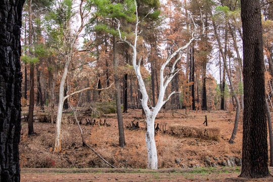 White ghost gum trees after the bushfire