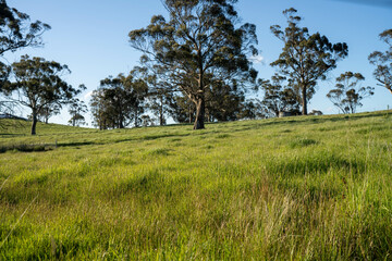 long grass in a field on a farm in spring