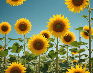 Obraz premium A sunflower field in full bloom under a sunny sky.