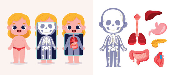 Child Anatomy Illustration with Skeleton and Organs