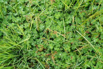clover growing in a field on a farm