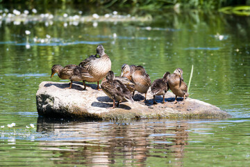 Stockenten Küken im Frühjahr in der Spree	