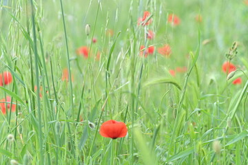 poppy in the field