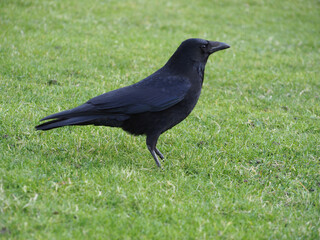 A common raven or northern raven (corvus corax) standing on grass on the riverbed of the Rhine in Bonn, Germany in January