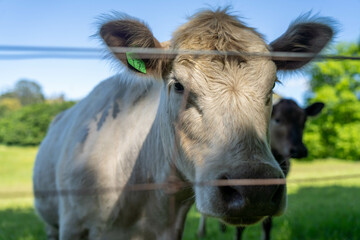 murray grey cow beautiful cattle in Australia  eating grass, grazing on pasture. Herd of cows free range beef being regenerative raised on an agricultural farm. Sustainable farming