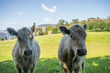 murray grey cow beautiful cattle in Australia  eating grass, grazing on pasture. Herd of cows free range beef being regenerative raised on an agricultural farm. Sustainable farming