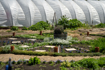 open community garden growing flowers and vegetables with families and children exploring nature in...