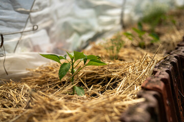open community garden growing flowers and vegetables with families and children exploring nature in australia