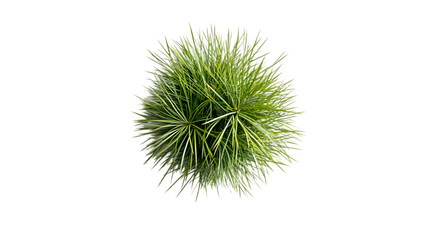 Obraz premium pine needles png