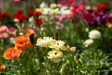 open community garden growing flowers and vegetables with families and children exploring nature in...