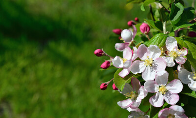 Obraz premium spring background with a bunch of pink flowers and green background copy space