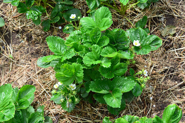 a strawberry plant with green leaves and white flowers on the garden bed 