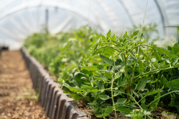 open community garden growing flowers and vegetables with families and children exploring nature in australia