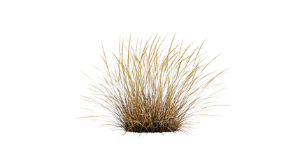 ornamental grasses png